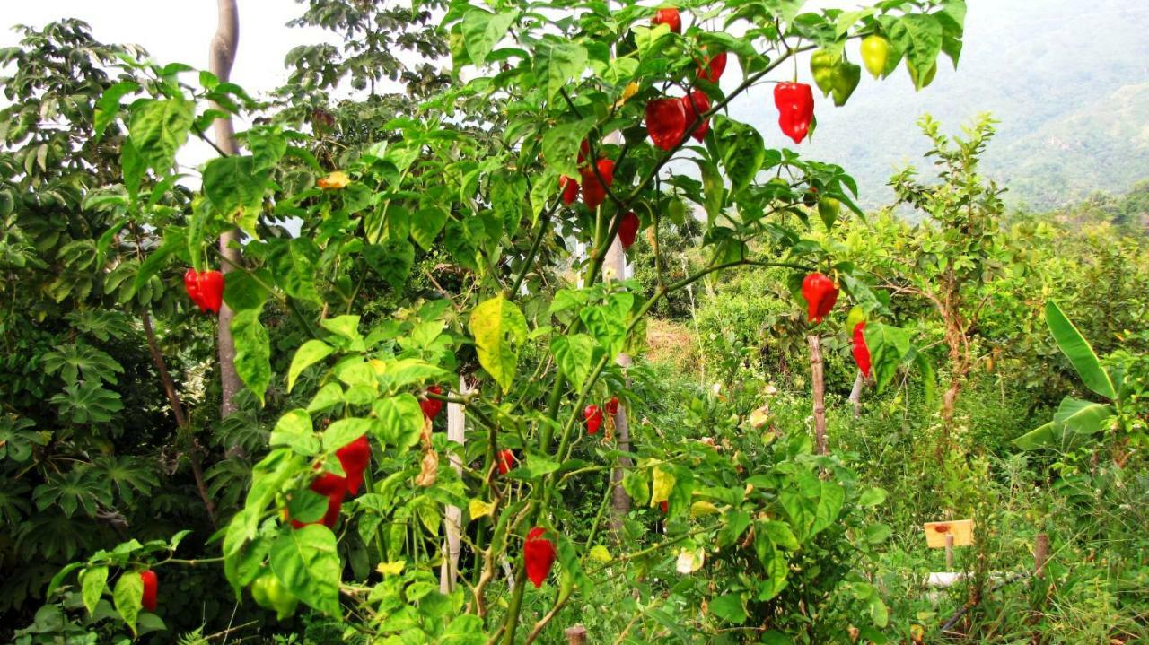 Sol De Minca Eco Lodge Dış mekan fotoğraf